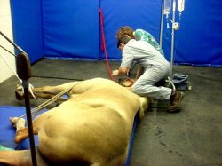 Lakes Area Veterinary Hospital - Veterinarian In Jasper, TX USA :: Large  Animal Surgery